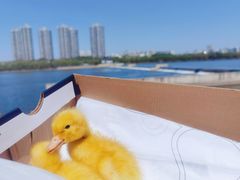 -长白岛森林公园