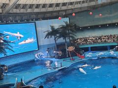 -海合安成都极地海洋公园