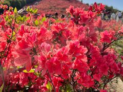 -瑞安圣井山景区