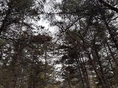 -帽儿山国家森林公园