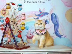 -超宠爱宠物摄影-Super pet