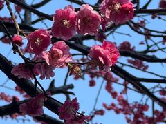 -红梅公园