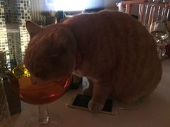 -Sirena海妖日咖夜酒