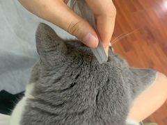 -御宝贝·A梦猫科宠物医院(国际猫友好医院)