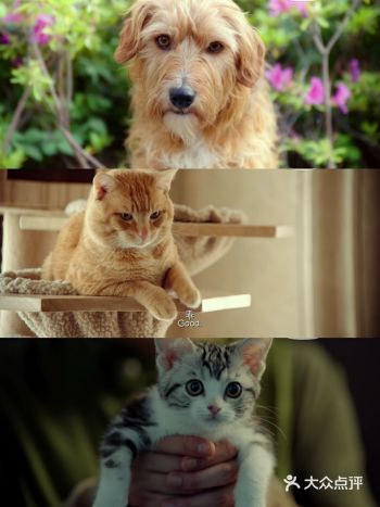 观影宠物是人类的最好的朋友