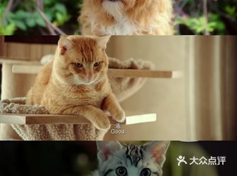 观影宠物是人类的最好的朋友