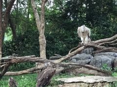 -清迈夜间动物园