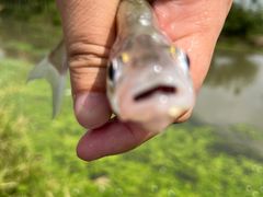 -光明牧业有限公司金山种奶牛场