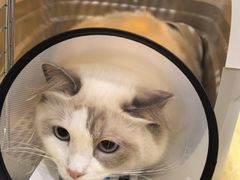 -贝康宠物医院·犬猫全科·小动物特色诊疗中心(东环路店)