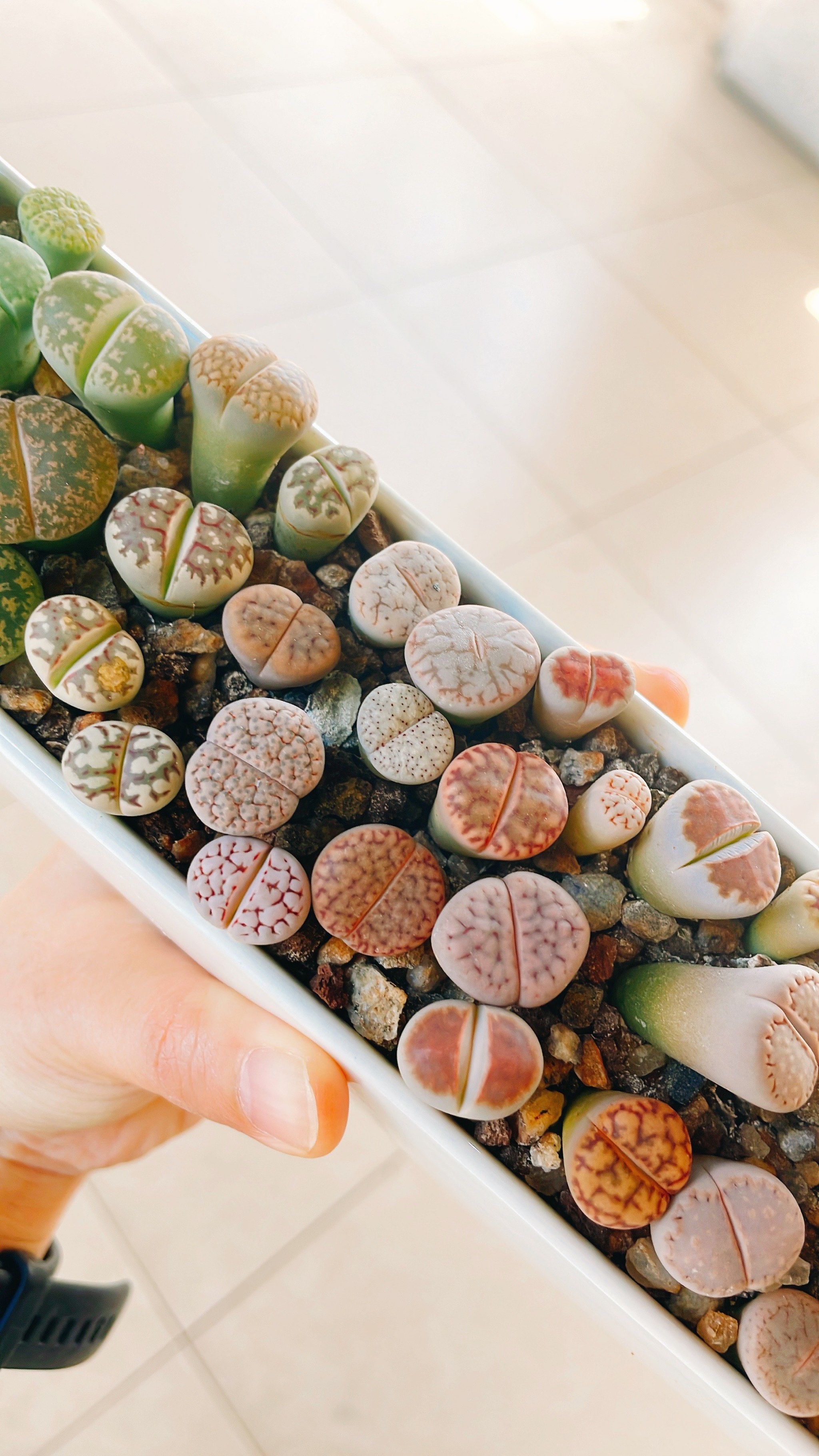 【多肉篇】9799曲玉生石花～超萌的有生命的石头