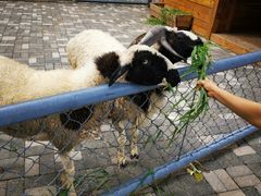 -长白岛森林公园