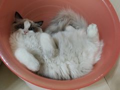 -Bastet sally猫舍购宠(静安店)