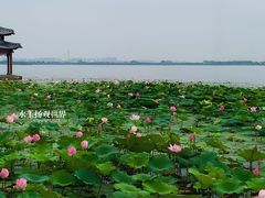 -溱湖国家湿地公园