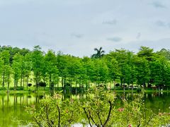 -东莞植物园