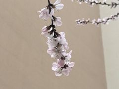 -桃花堤公园