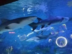 -烟台海昌鲸鲨海洋公园