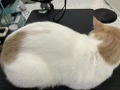 -BABIT巴比特宠物(MOMOPARK店)