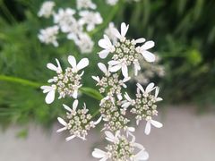 -陕老顺肉夹馍油泼面(湖东店)