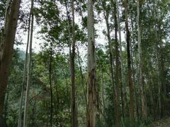 -三门江国家森林公园