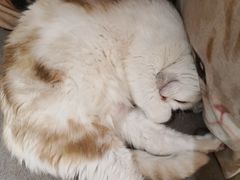 -猫和宫(六道口店)