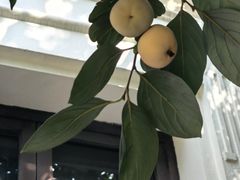 -曹禺故居纪念馆