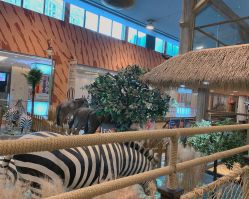 -卡通尼·Safari非洲探索乐园·生日会(金桥国际商业广场店)