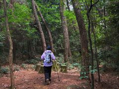 -铁山坪森林公园