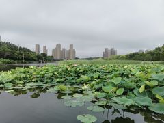 -前关湿地公园
