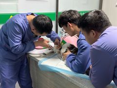 -半岛宠物医院24小时(科华中路店)