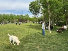 -爪吧宠物乐园 (温榆河示范区店)