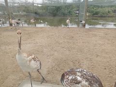 -盐城丹顶鹤湿地生态旅游区