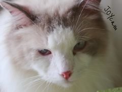 -猫猫幼稚园·撸猫·桌游·电玩
