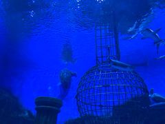 -芜湖新华联大白鲸海洋公园