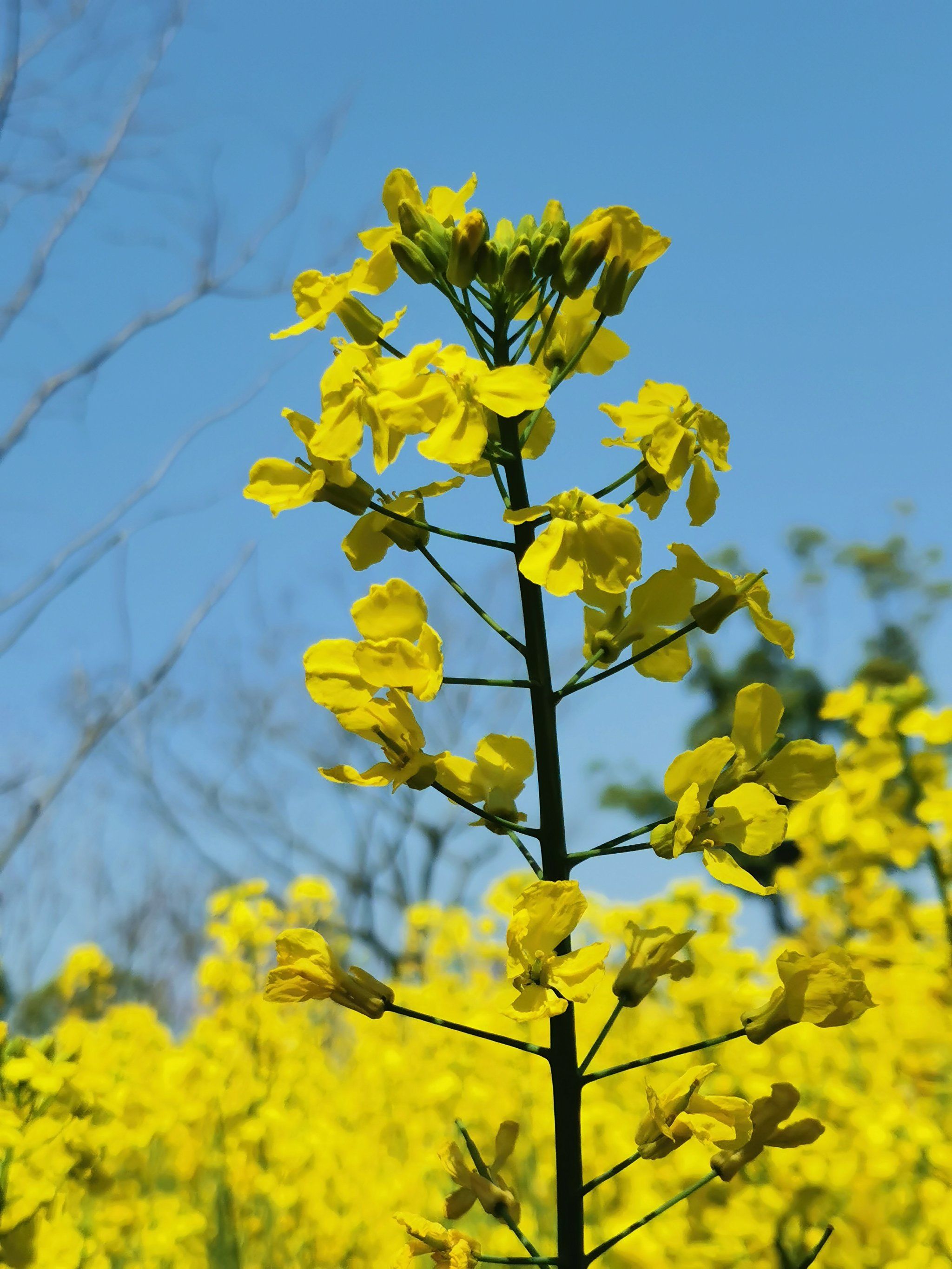 n#有一种春天叫油菜花开 
#热爱春天的一万个理由 
#手机里第一