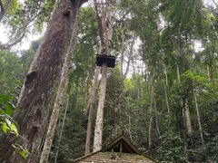 -西双版纳原始森林公园