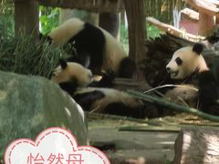 -都江堰中华大熊猫苑