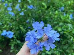 -中国科学院华南植物园