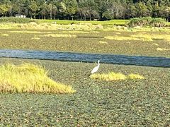 -腾冲北海湿地