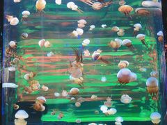 -石家庄海洋公园
