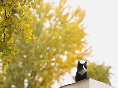 -三里屯东五街银杏大道
