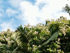 -东莞植物园