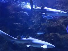 -西安曲江海洋极地公园