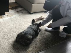 -多乐狗狗宠物训练工作室