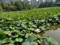 -龙头寺公园