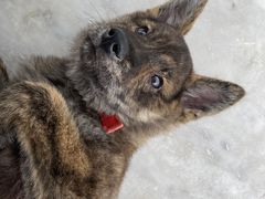 -桂林市花鸟市场