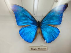 -上海大自然野生昆虫馆