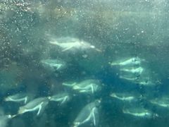 -凯莉-塔尔敦海洋生物水族馆