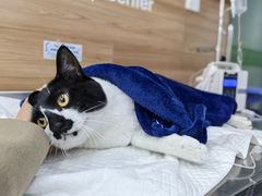 -爱侣宠医·鹦鹉专科·小型哺乳类·异宠专科(灵石路店)