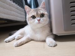 -Bastet sally猫舍购宠(静安店)