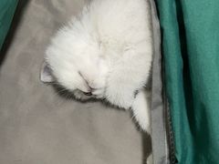 -创凡宠物医院·骨专科  猫科中心(西乡分院)